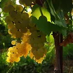 Pizzulin - Wine & Living בית חווה Prepotto (Udine)