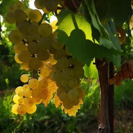 Pizzulin - Wine & Living Feriegård Prepotto (Udine)